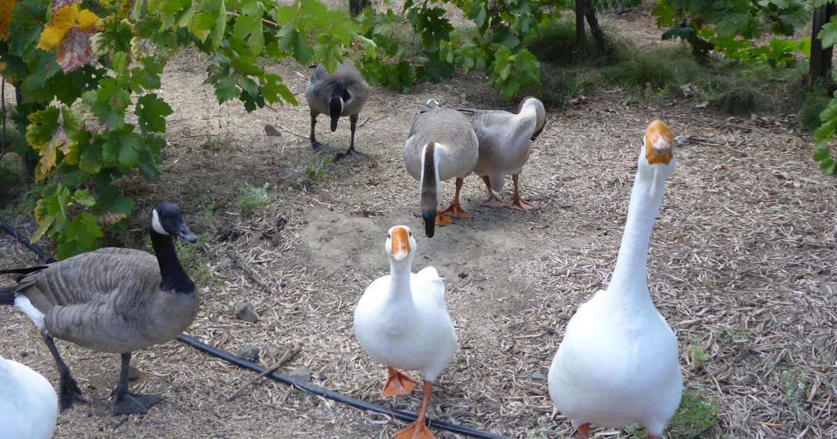 erven, wat zijn de directe gevolgen?