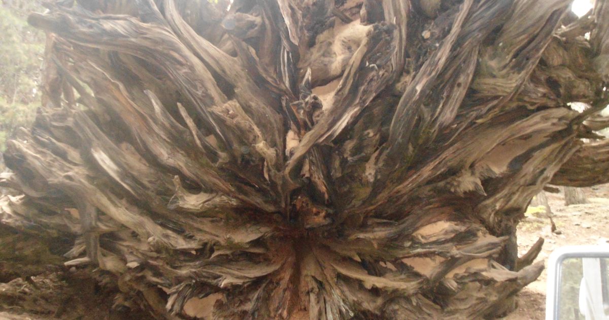 Coöperatie DELA introduceert de DELA NotarisService voor leden